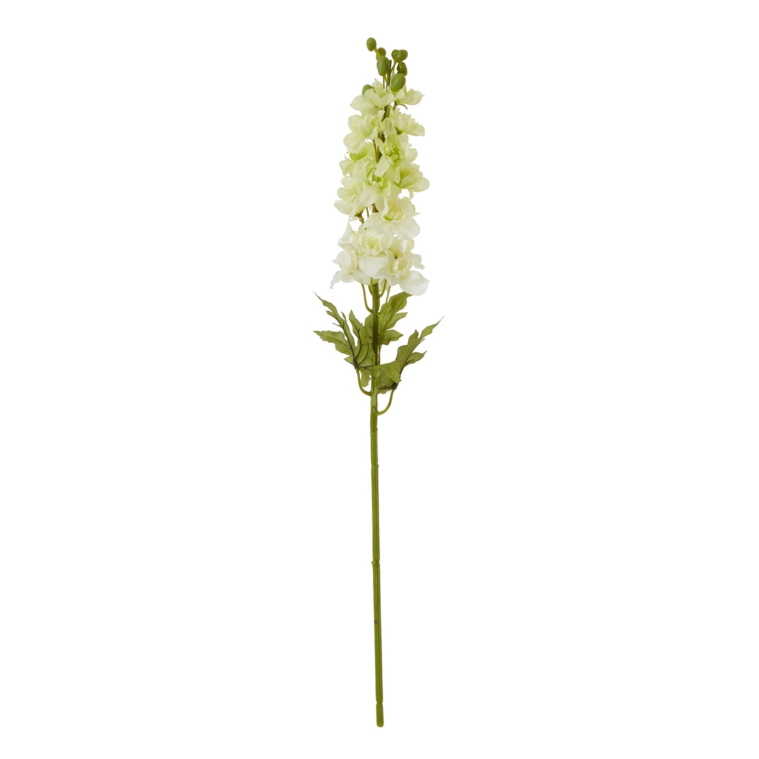 The Natural Garden Collection Elatum Delphinium_5685