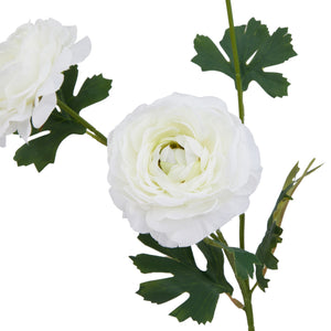 The Natural Garden Collection Ranunculus_5716