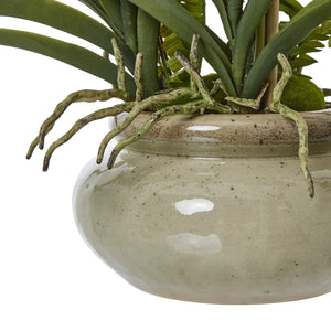 White Vanda Orchid Plant In Ceramic Pot_5949