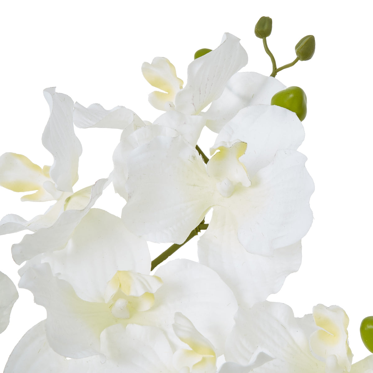 White Vanda Orchid Plant In Ceramic Pot_5948