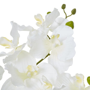 White Vanda Orchid Plant In Ceramic Pot_5948