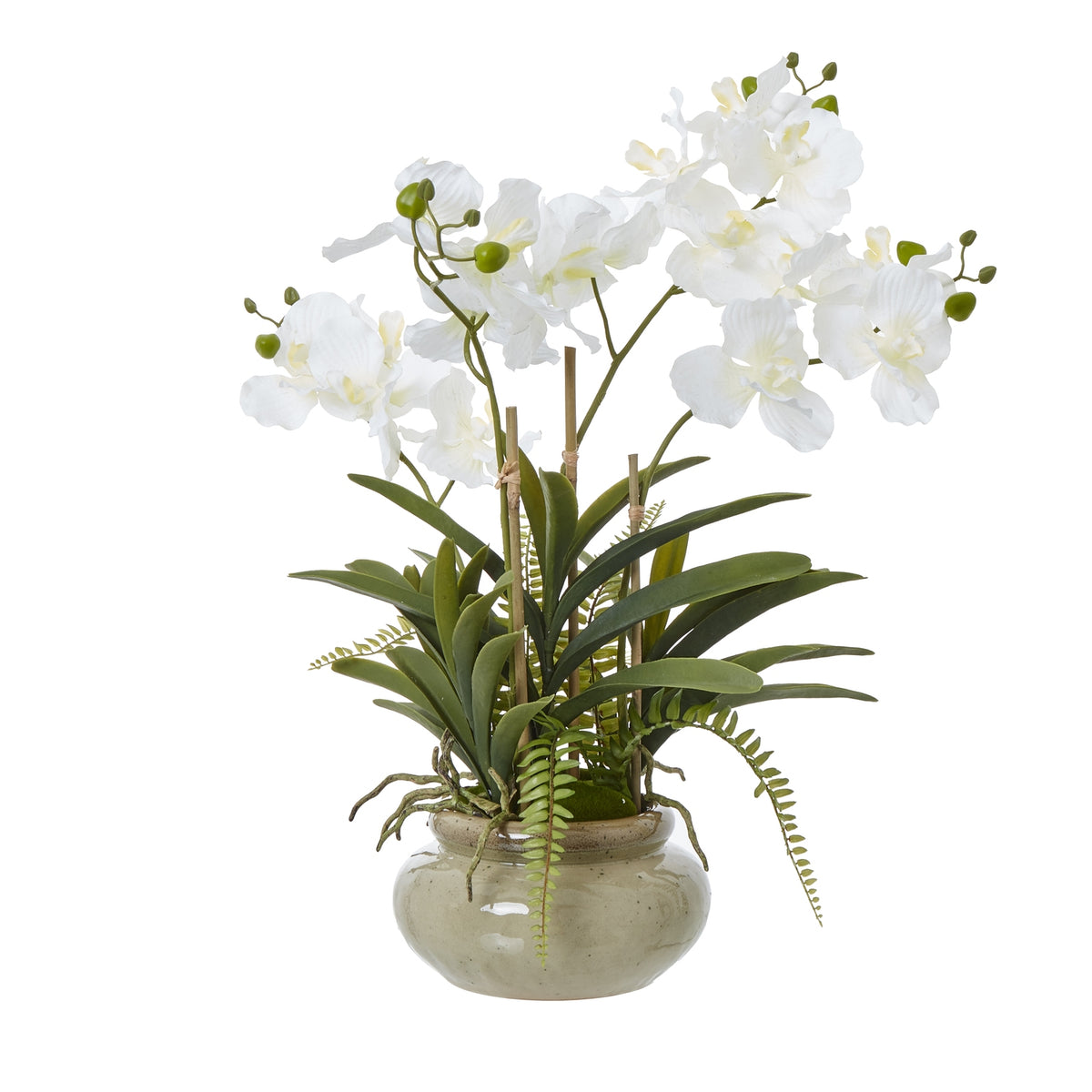 White Vanda Orchid Plant In Ceramic Pot_5947