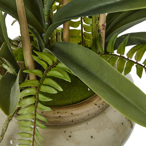 White Vanda Orchid Plant In Ceramic Pot_5950