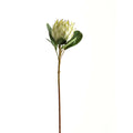 Large White Protea_5168