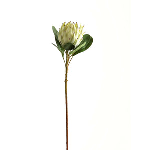 Large White Protea_5168