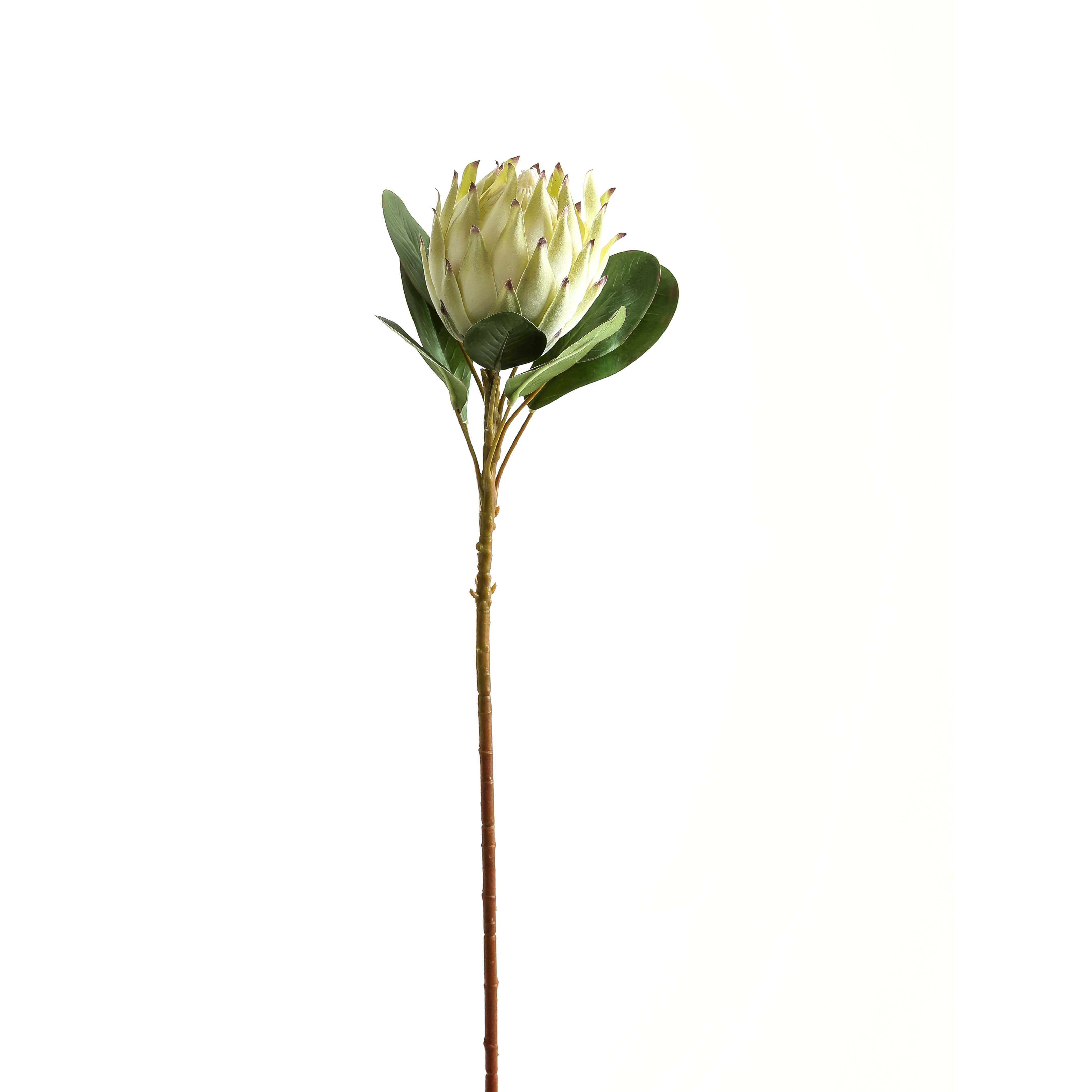Large White Protea_5168