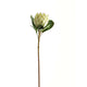 Large White Protea_5168