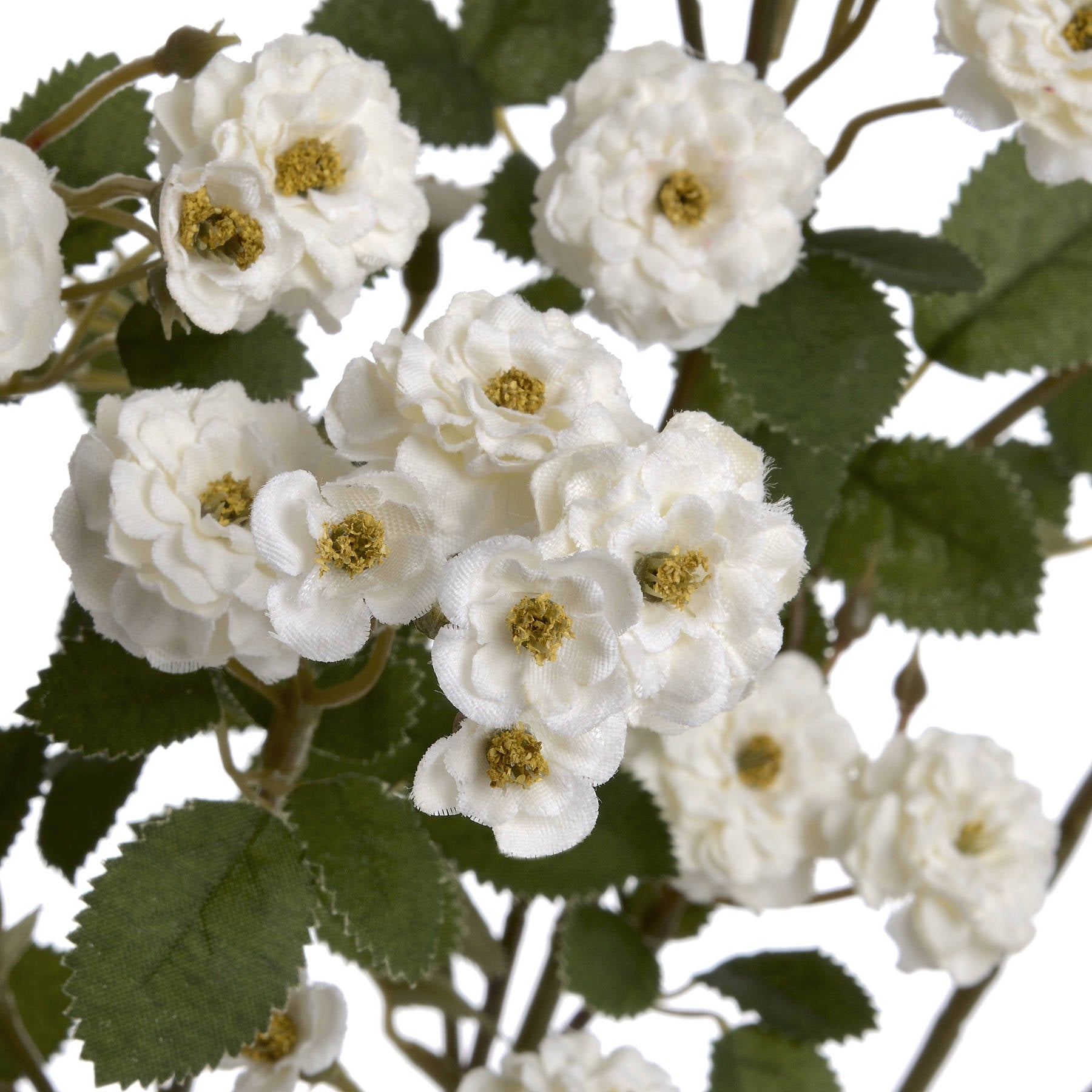 Wild Meadow Rose_5958