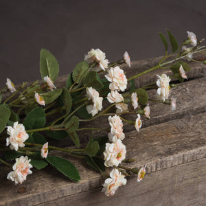 Wild Meadow Rose_4708