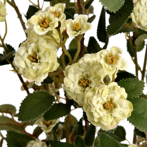 Wild Meadow Rose_4987
