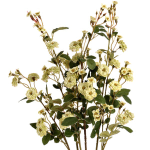 Wild Meadow Rose_4986