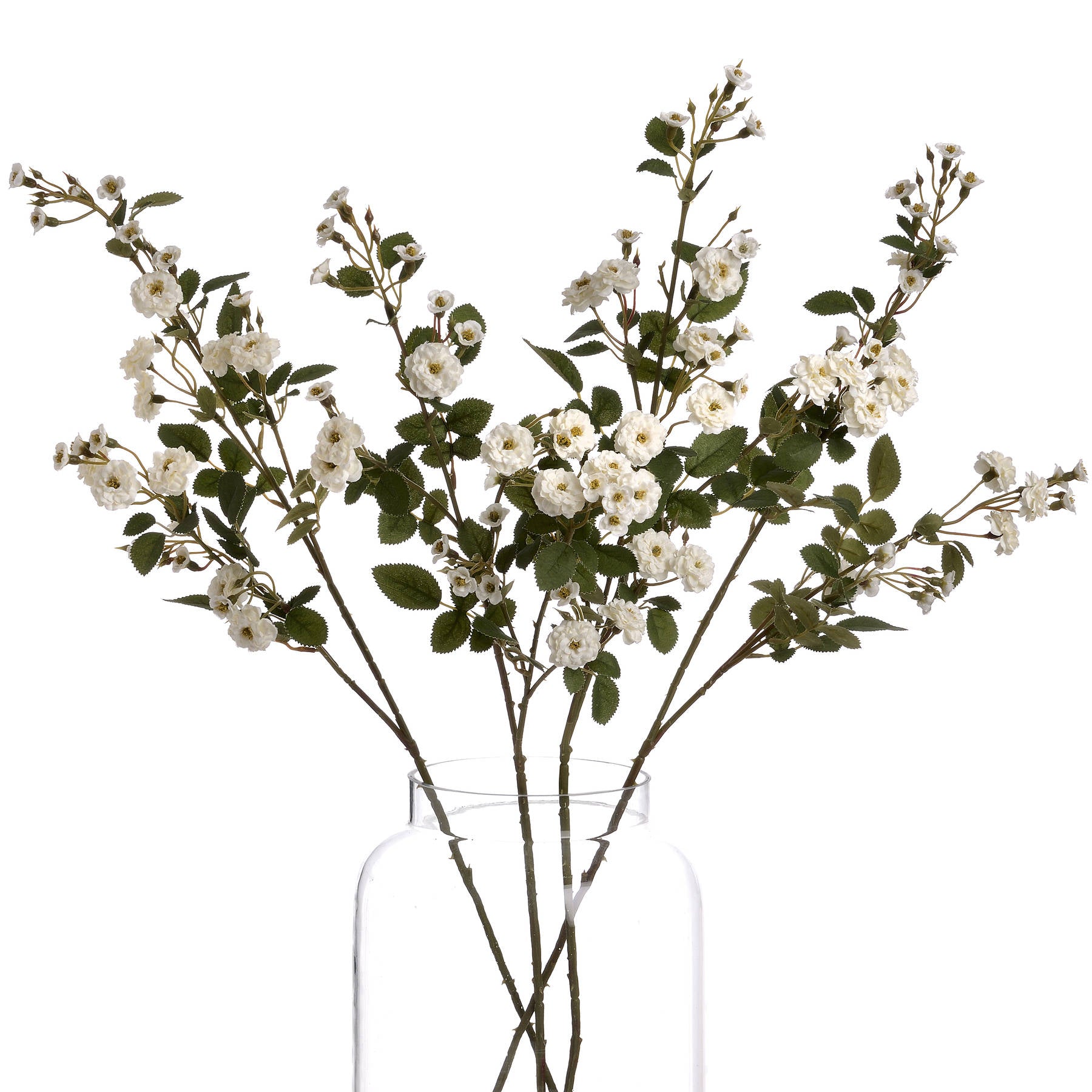Wild Meadow Rose_5957
