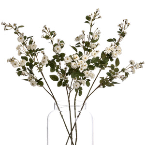 Wild Meadow Rose_5957