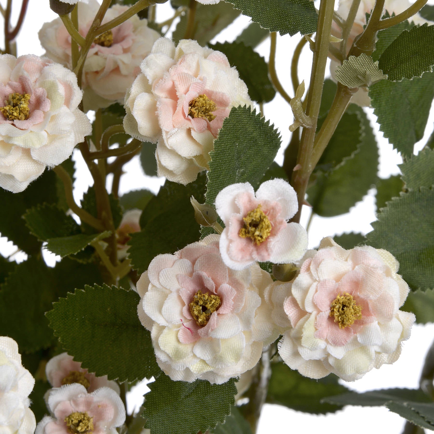Wild Meadow Rose_4710