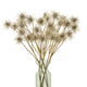 Xanthium Spray_4505