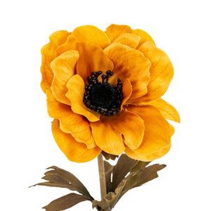 Yellow Anemone Stem_5972