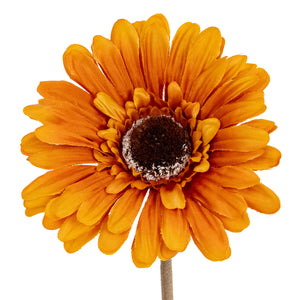 Gerbera Stem_5546