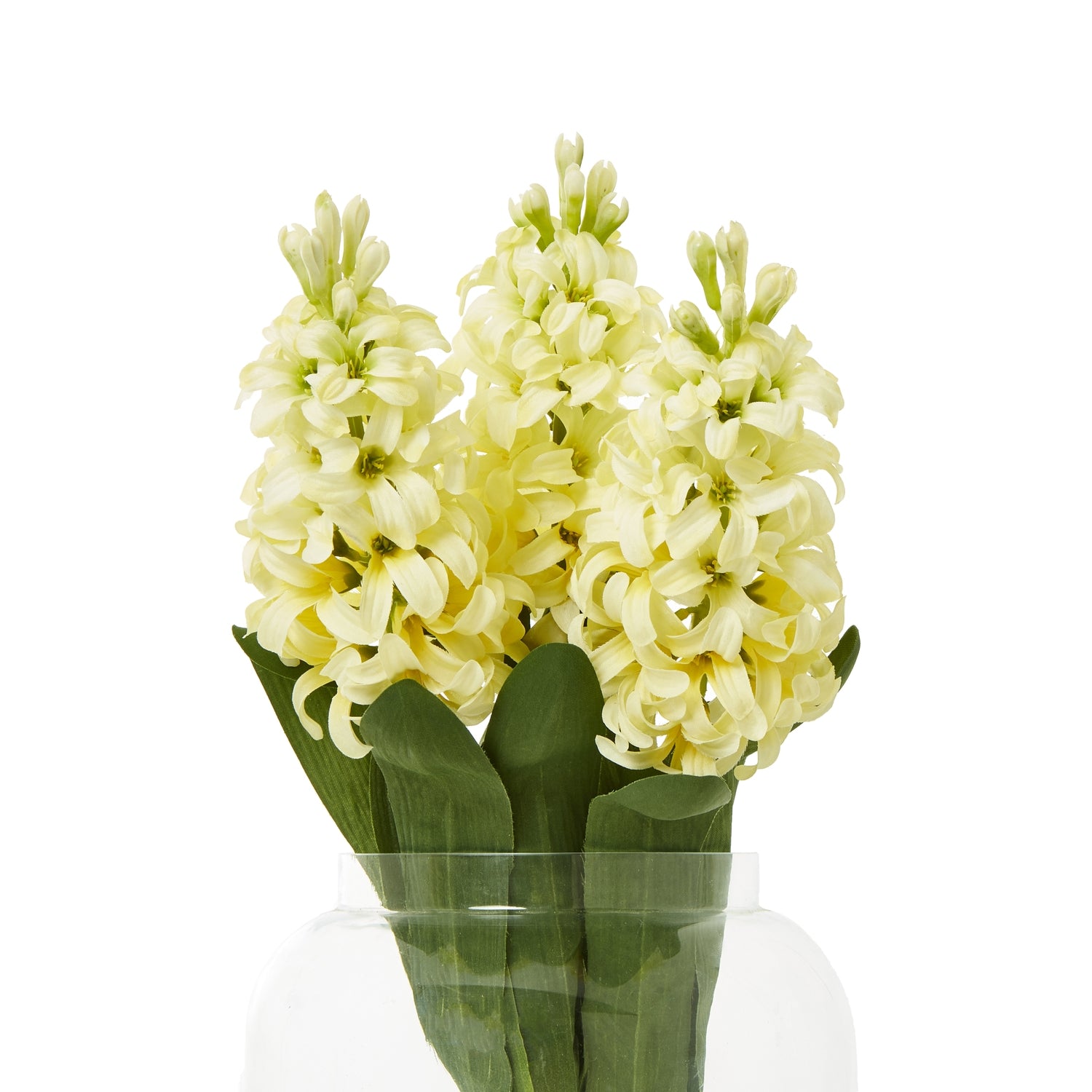 Yellow Hyacinth Stem [cid:23878-b]